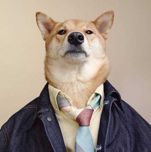 OMG, Male Models, This Dog Bodhi The Menswear Dog Is Making More Money Than You!